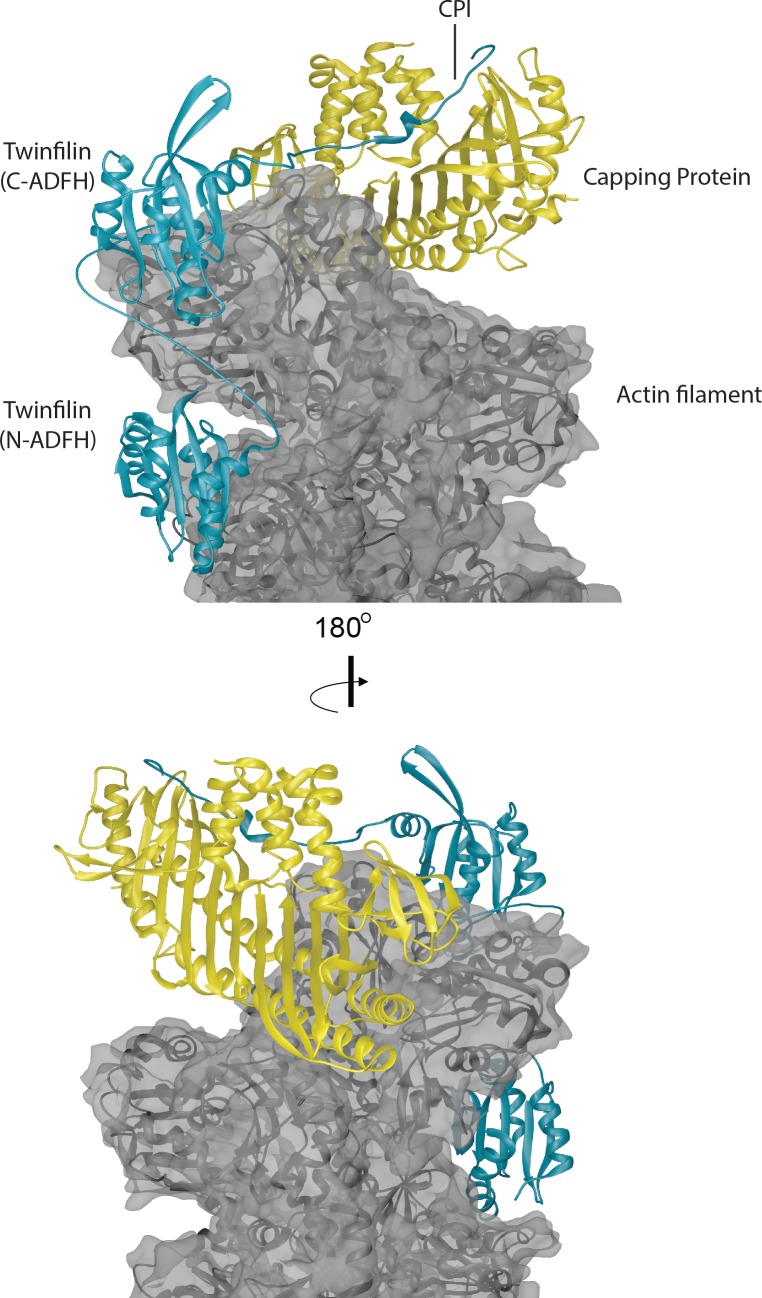 Figure 7—figure supplement 1.