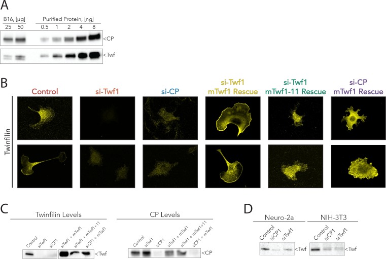 Figure 6—figure supplement 1.