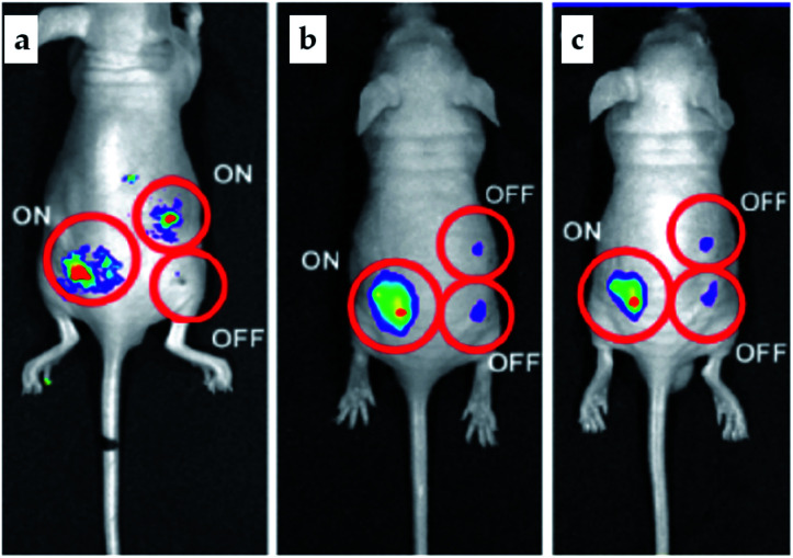 Fig. 6