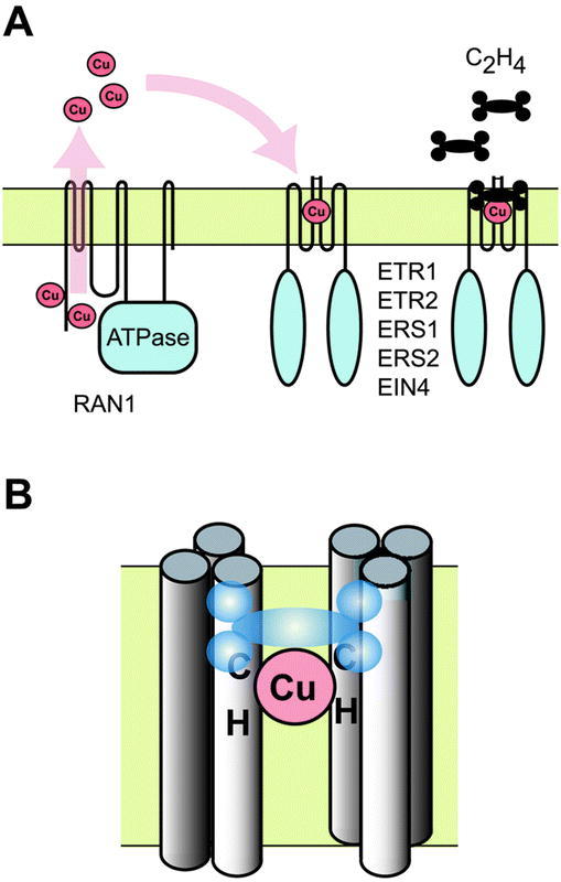 Figure 7.