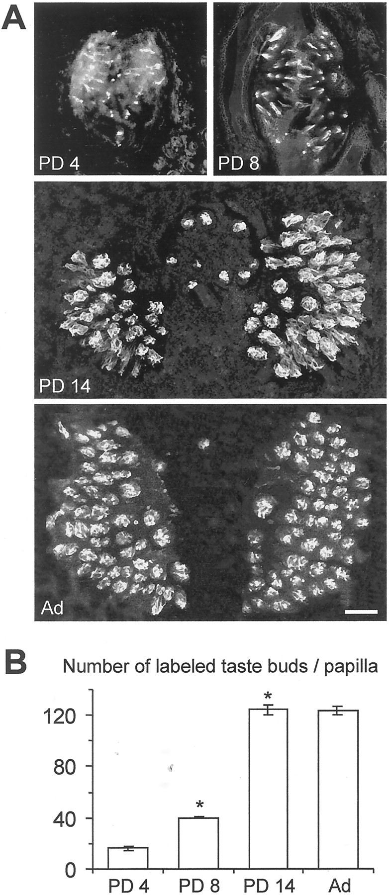 Fig. 11.