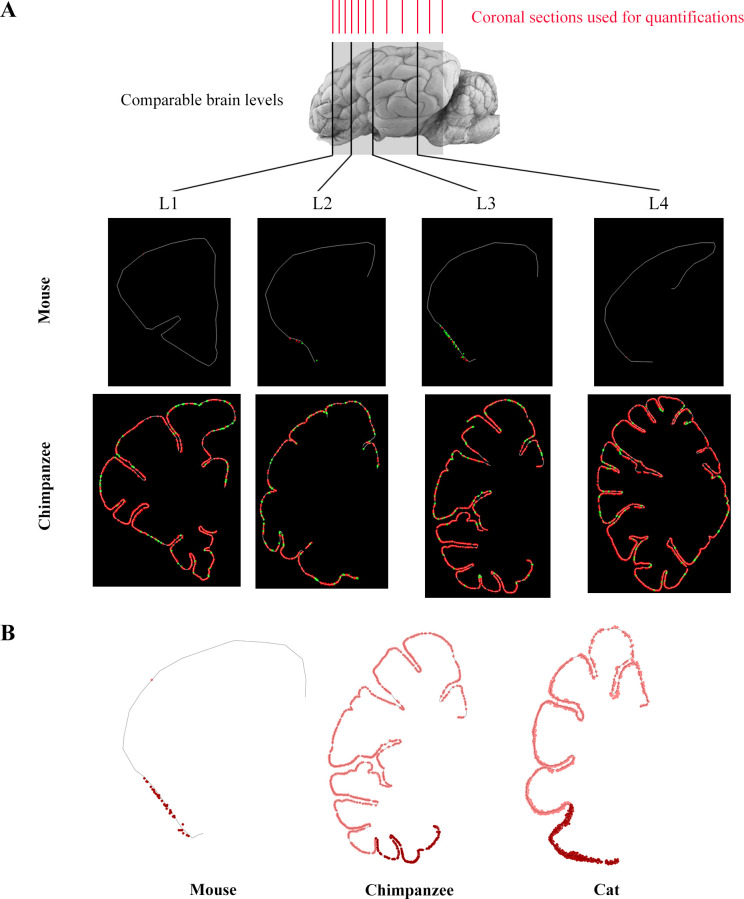 Figure 4—figure supplement 1.