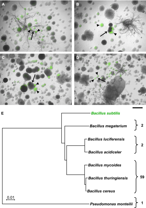 Fig. 3.