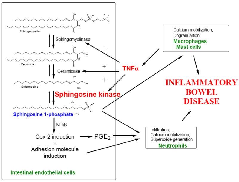 Figure 18