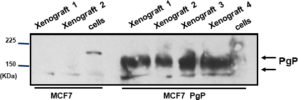 Figure 12