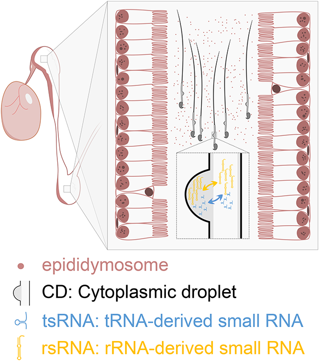 graphic file with name nihms-1888456-f0001.jpg