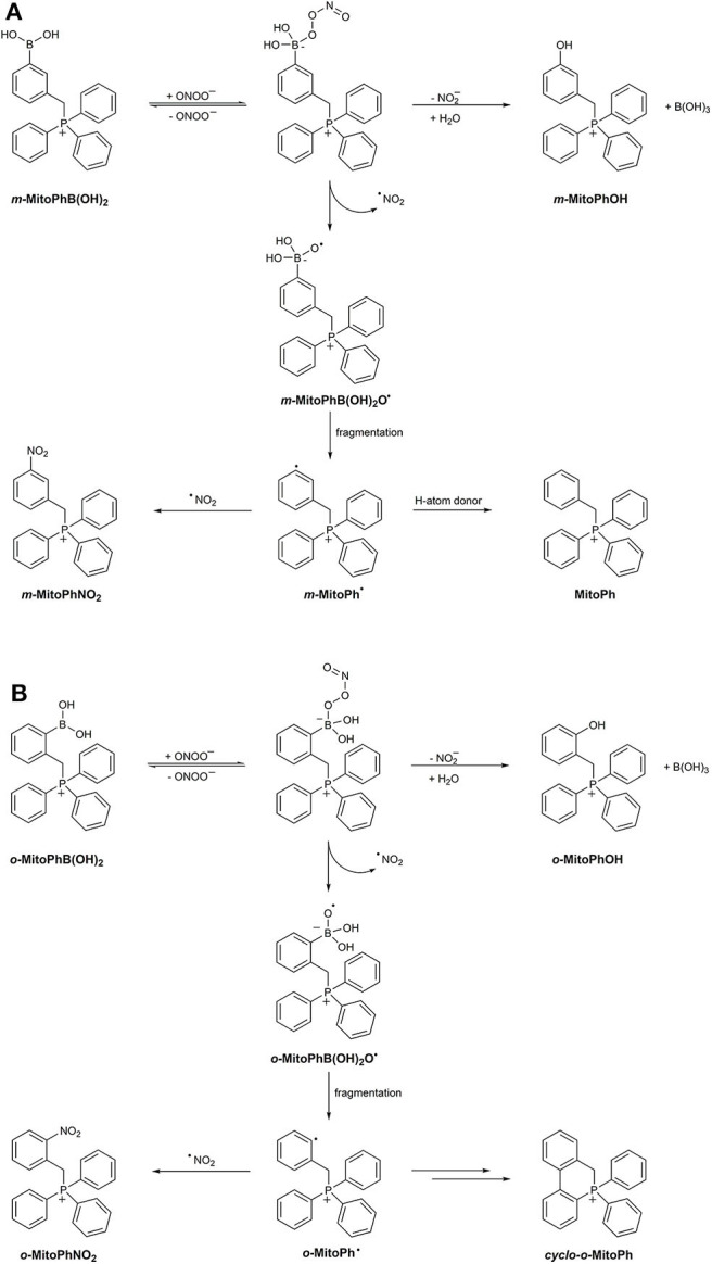 Scheme 6