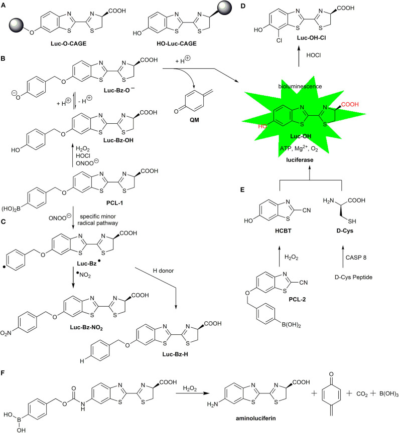 Scheme 8