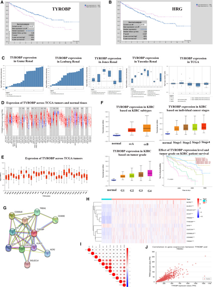 TYROBP is a potential prognostic biomarker of clear cell renal cell ...