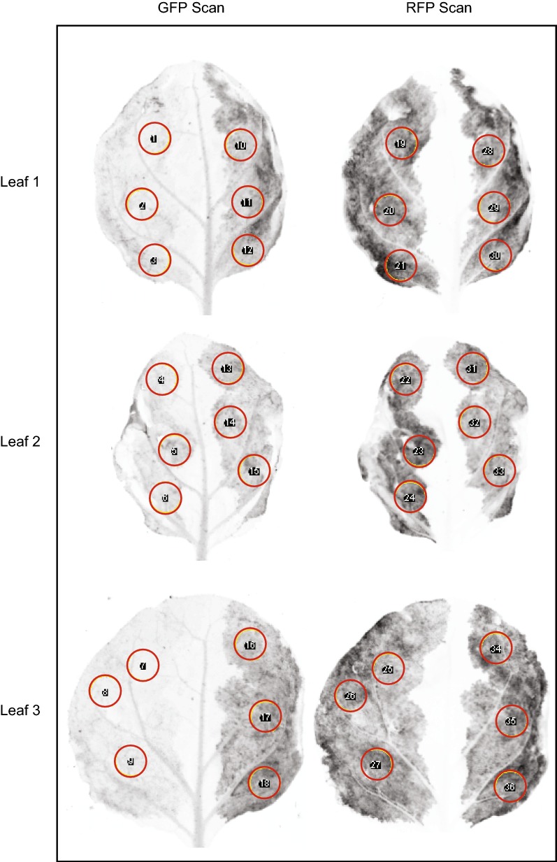 Fig. 3