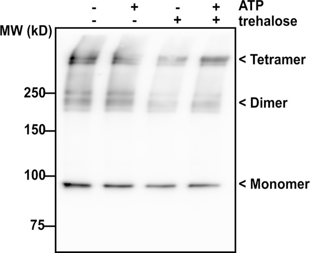 Fig 10