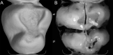 Figure 31