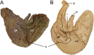 Figure 39