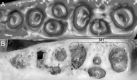 Figure 30