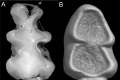 Figure 35