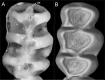 Figure 27