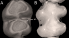 Figure 37
