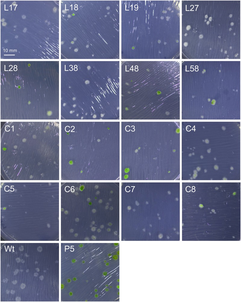 FIGURE 13