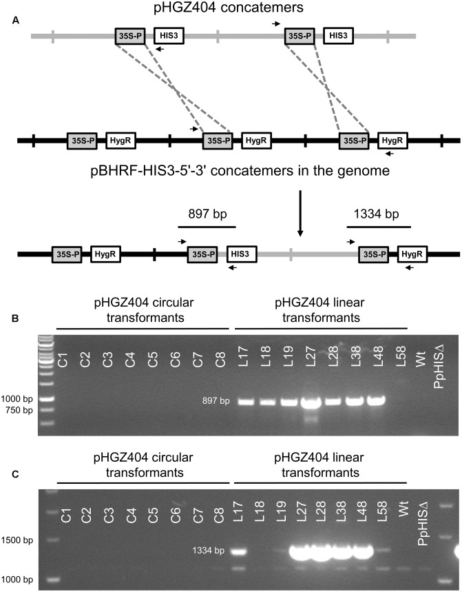 FIGURE 10