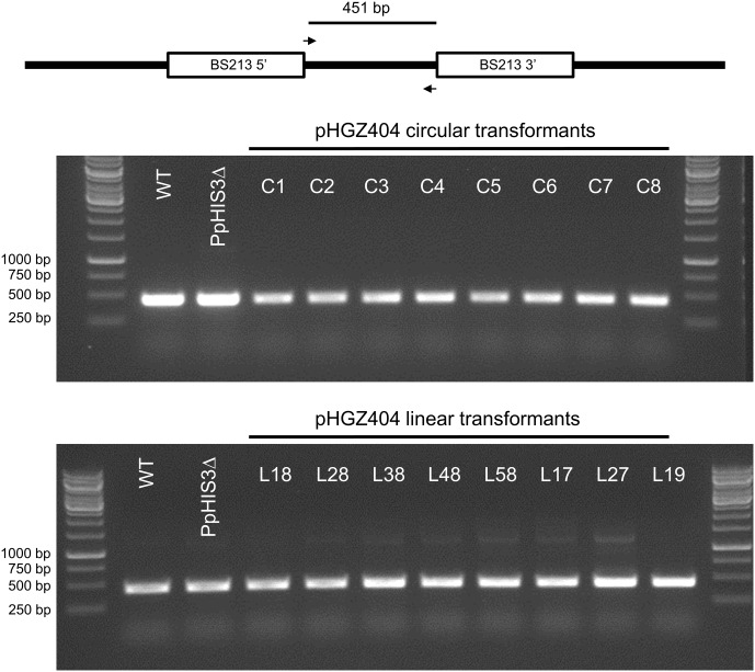 FIGURE 9