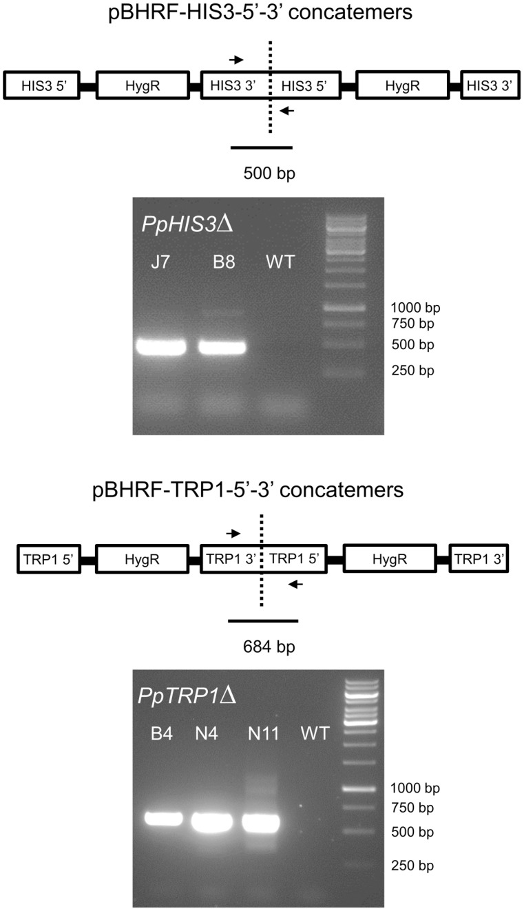 FIGURE 3