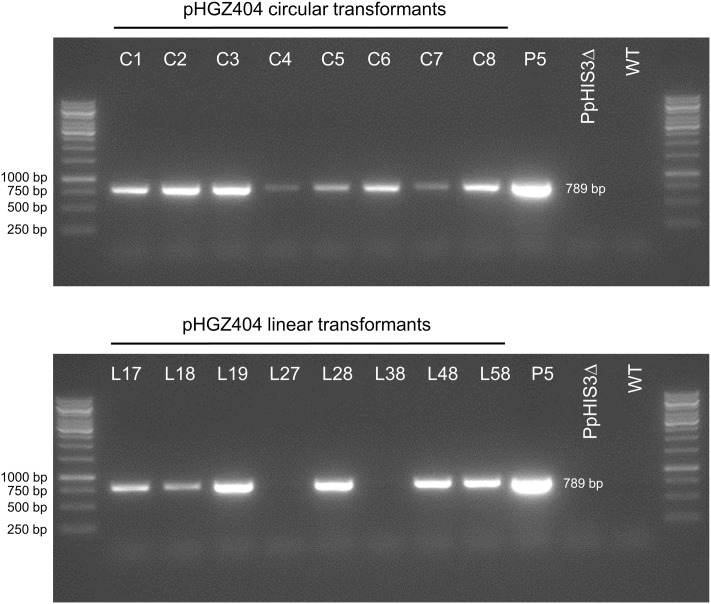 FIGURE 12