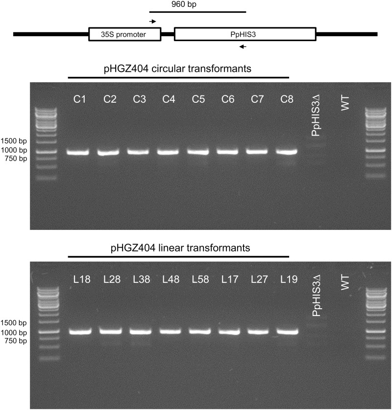 FIGURE 7