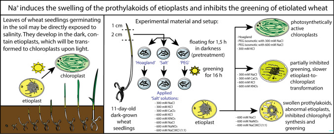 graphic file with name 425_2023_4255_Figa_HTML.jpg