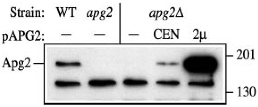 FIG. 3