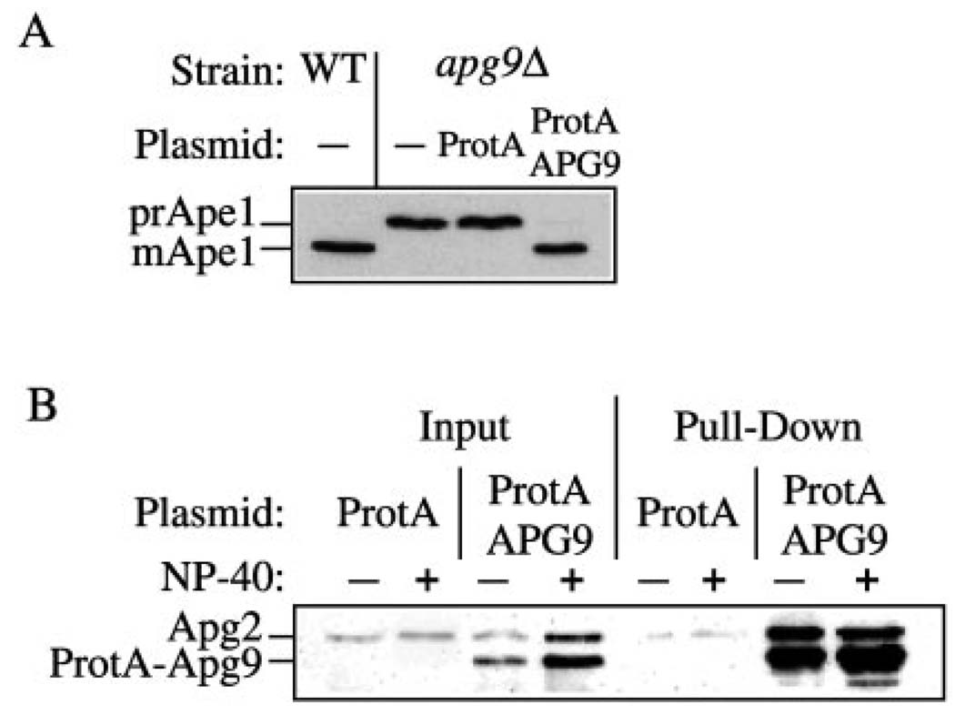 FIG. 7