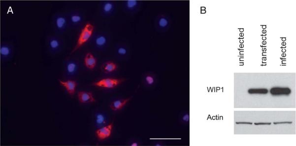 FIGURE 1