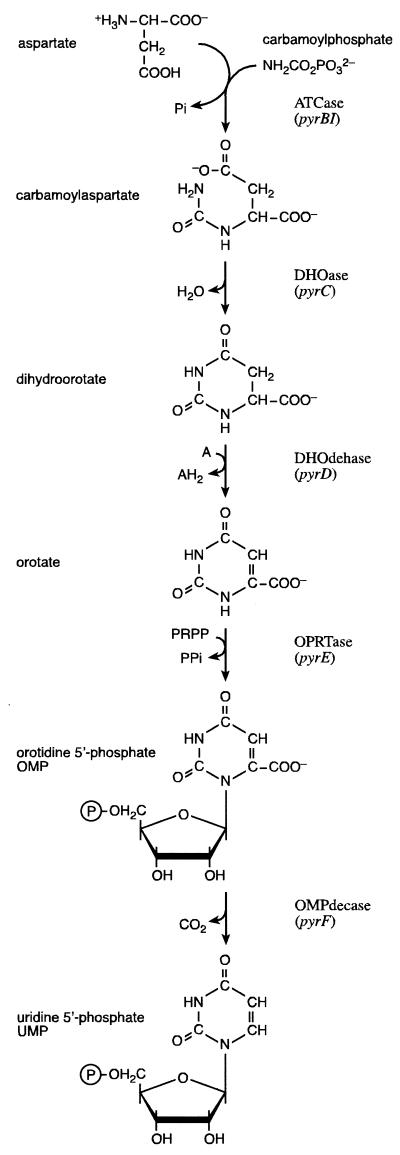 FIG. 1.