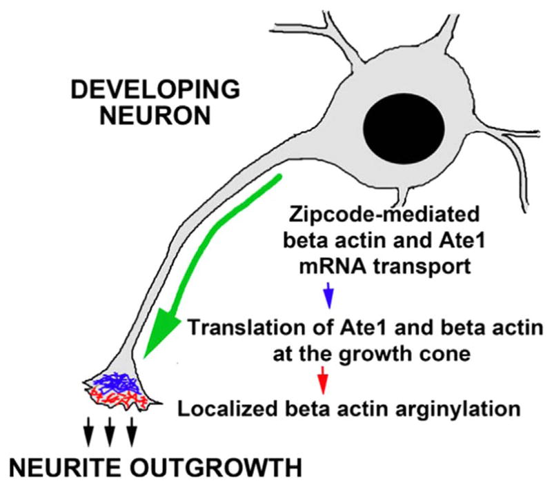 Fig. 9