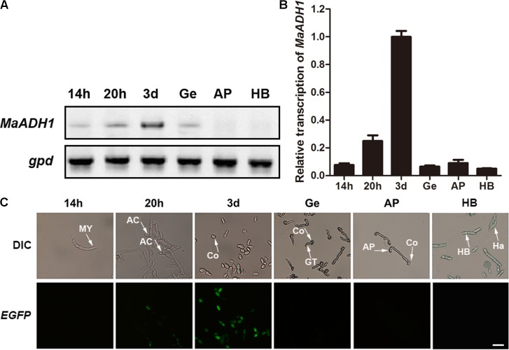 FIGURE 2