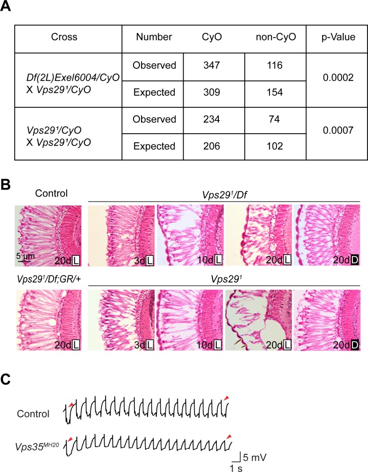 Figure 1—figure supplement 1.