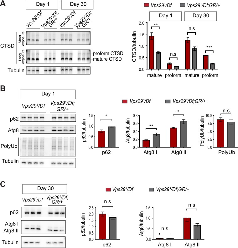 Figure 6—figure supplement 1.