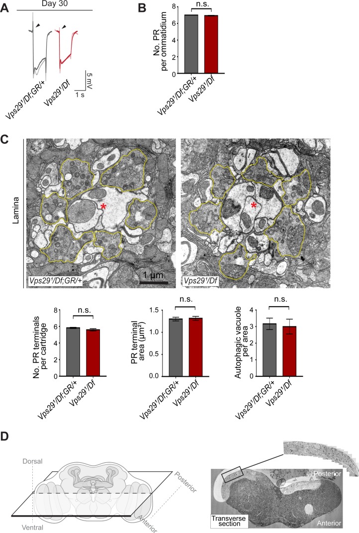 Figure 7—figure supplement 1.