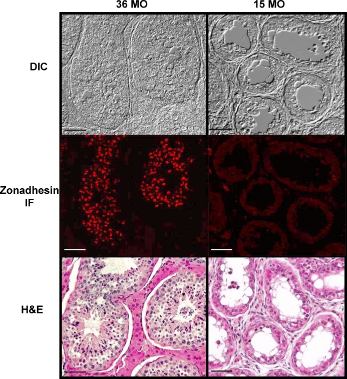 FIG. 3.