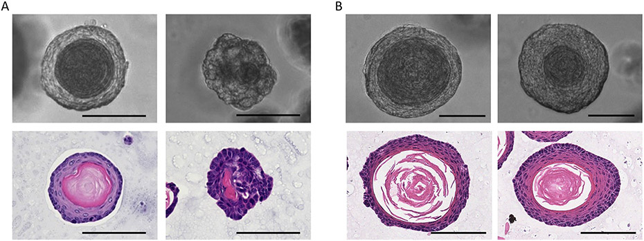 Figure 6: