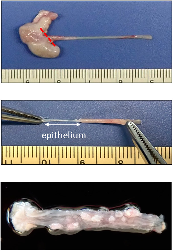 Figure 4: