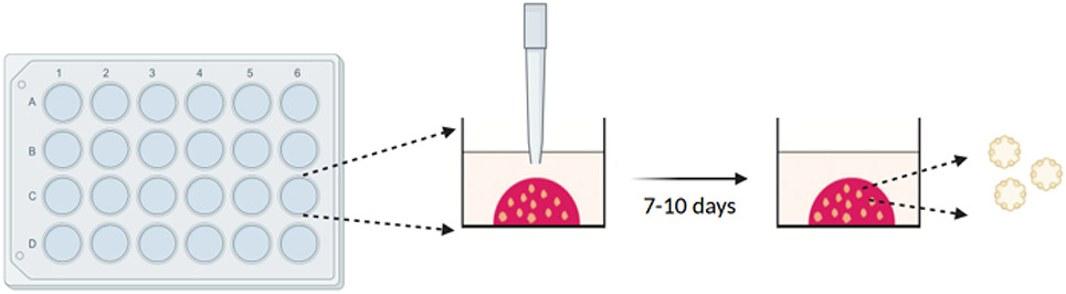 Figure 5: