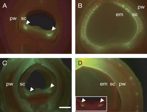 Fig. 5.