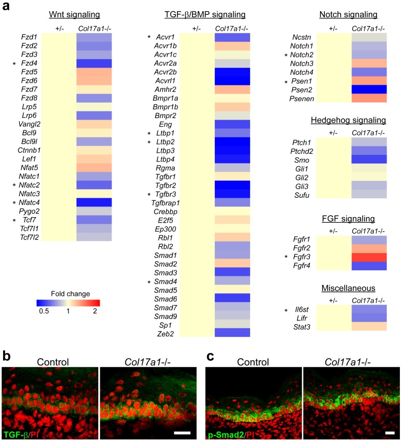 Figure 2—figure supplement 1.