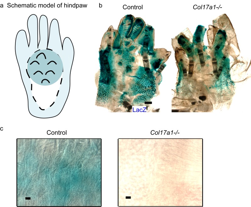 Figure 2—figure supplement 2.