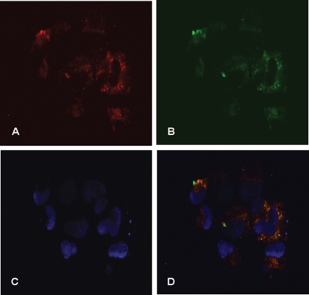 Figure 4