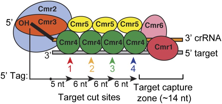 Figure 7.