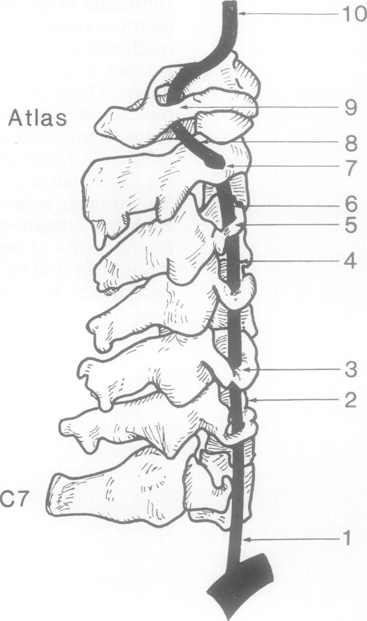 graphic file with name jclinpath00212-0024-a.jpg