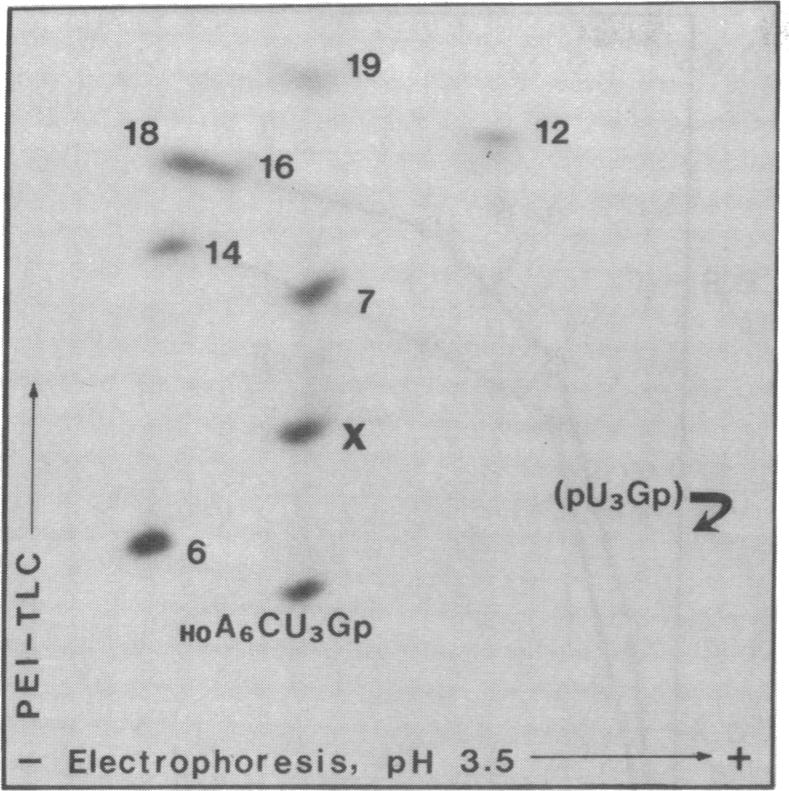 graphic file with name pnas00019-0043-a.jpg