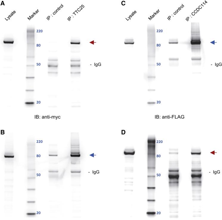 Figure 6