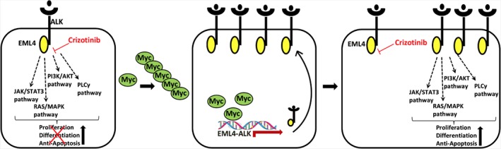 PATH-5110-FIG-0005-c